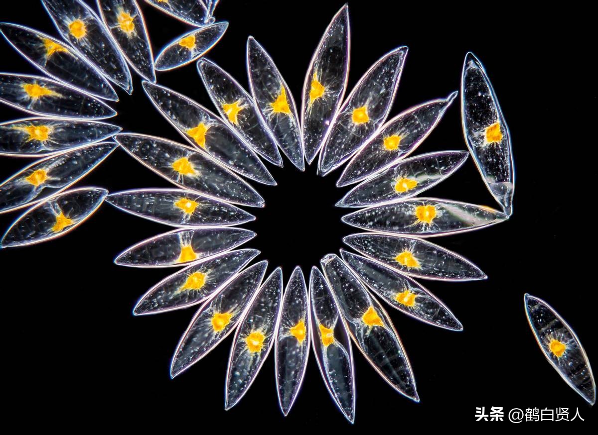 蓝藻的前世今生,蓝藻前世今生