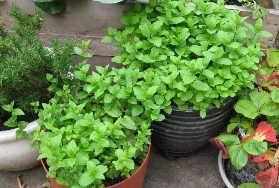 薄荷怎样养生长快速,花盆里栽的薄荷怎样让它枝叶茂盛