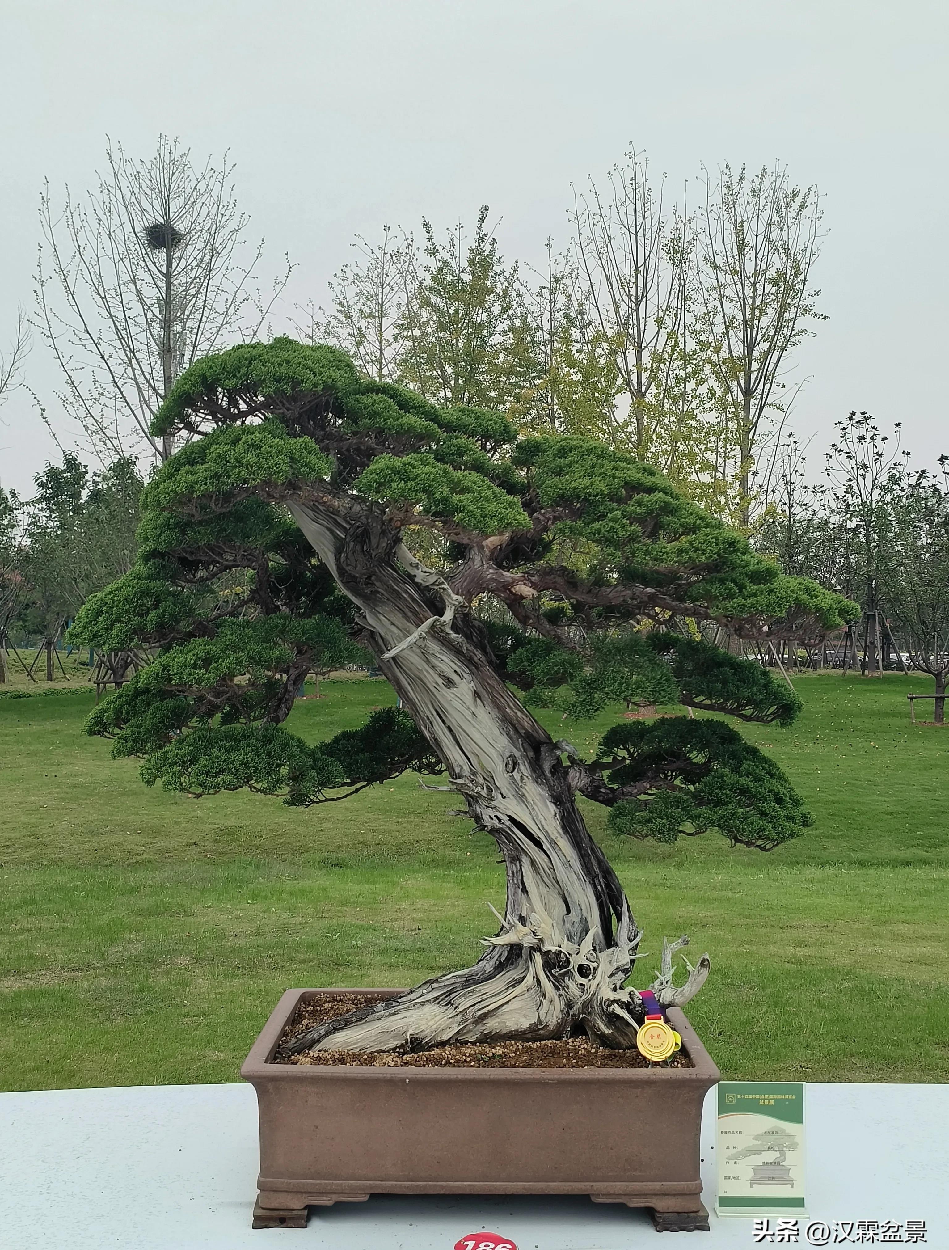 广州园林盆景展,精品大型盆景展会大全