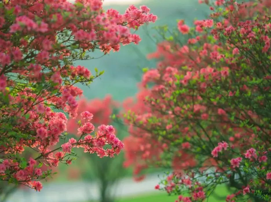 花田小镇爱丽丝,8000亩花田小镇