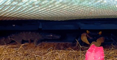 在卧室造一片弱肉强食的危险雨林，会打雷还真的会下雨