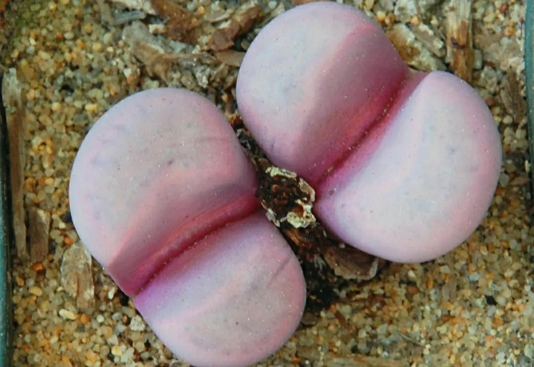 多肉植物石头开花,多肉石头花秋季