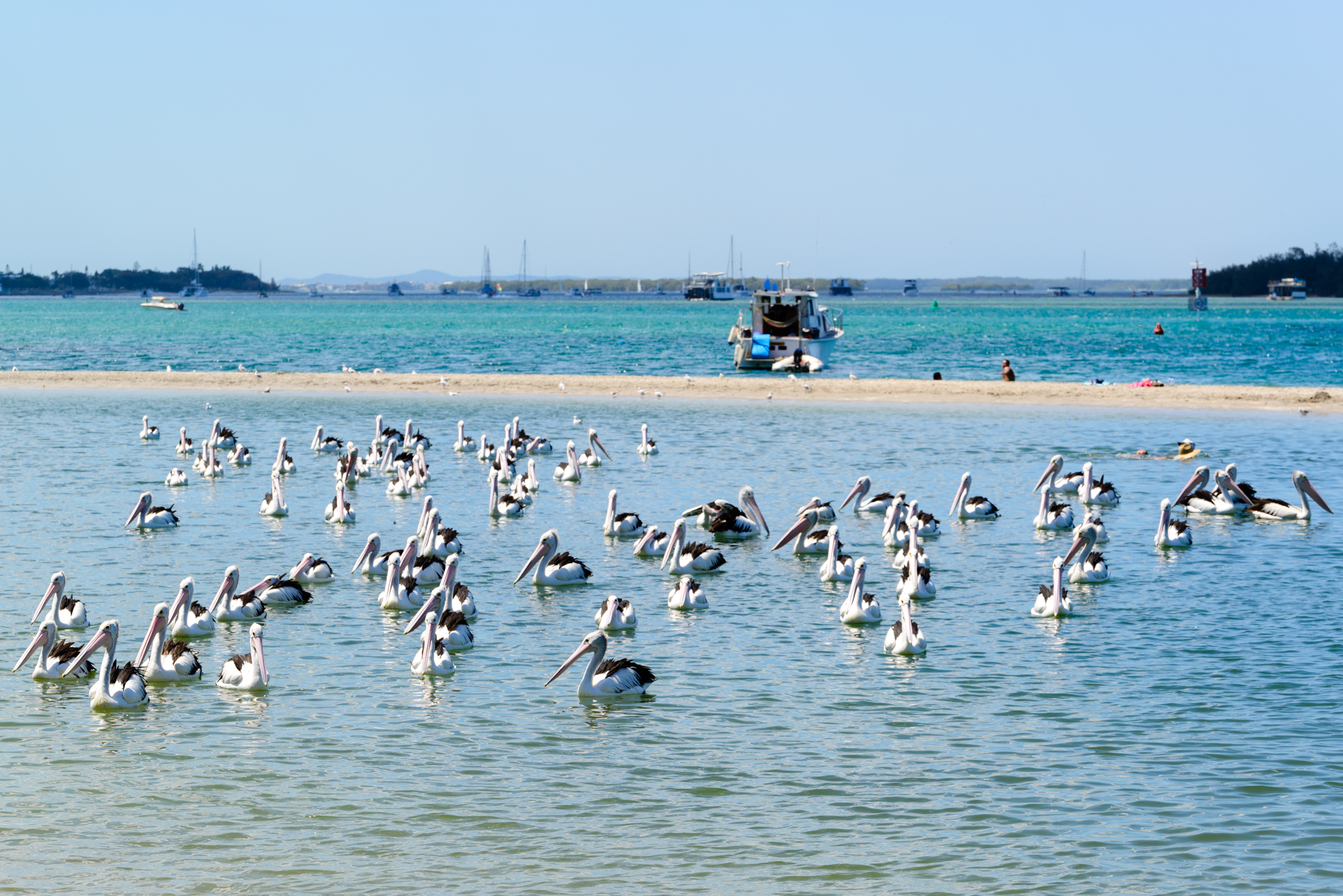 澳洲海边鹈鹕,澳洲黄金海岸鹈鹕