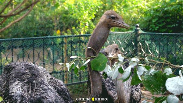 一鱼7吃！11斤以上大活鱼现做！桂林市郊这处田园秘境太会做了！