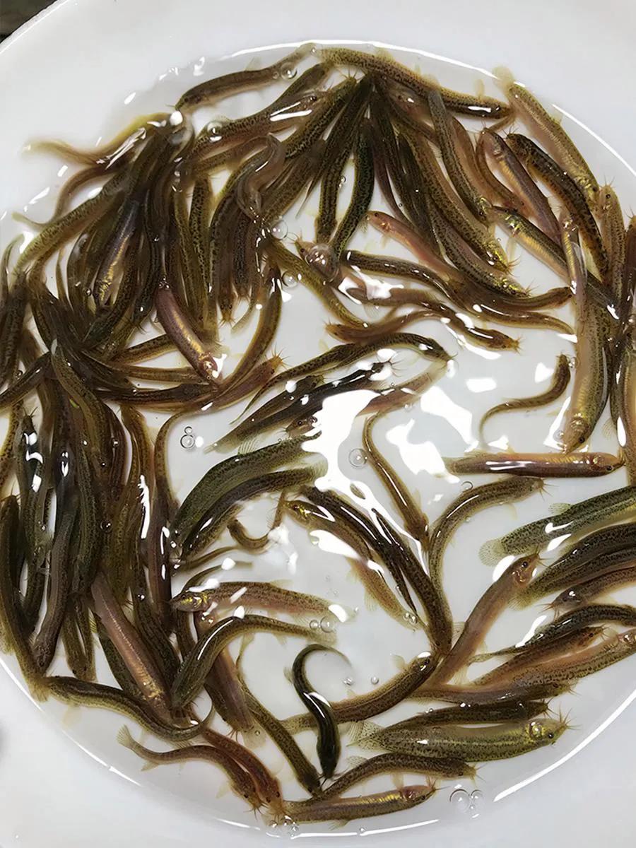 中国淡水鱼图谱大全集,中国各种淡水鱼的图片和名字