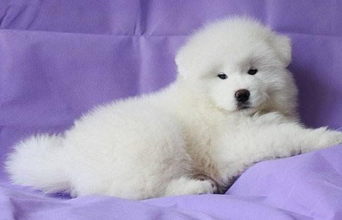 狗狗在家里好吗,狗狗在家里会得细小吗