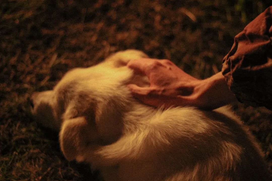 宠物智能用品能否成为新蓝海,新宠物智能产品有哪些