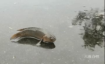 男子开门遇到小鲫鱼，次日发现更多鱼爬上岸，过山鲫为啥离开水？