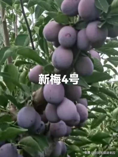 17亩番石榴一年收入多少,伽师县20亩种什么赚钱