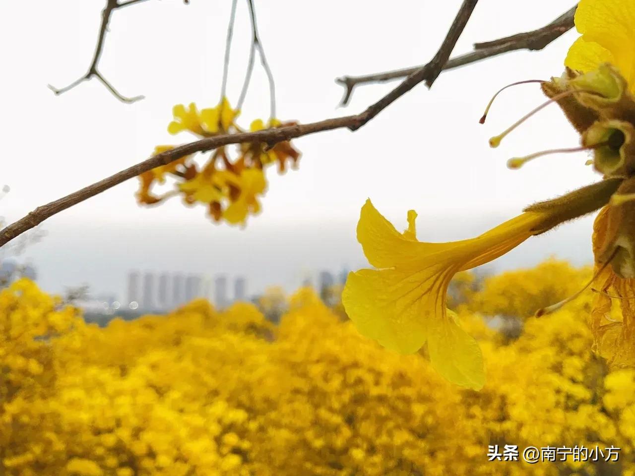 南宁风铃花真的太美了,南宁周边哪里最多黄风铃花