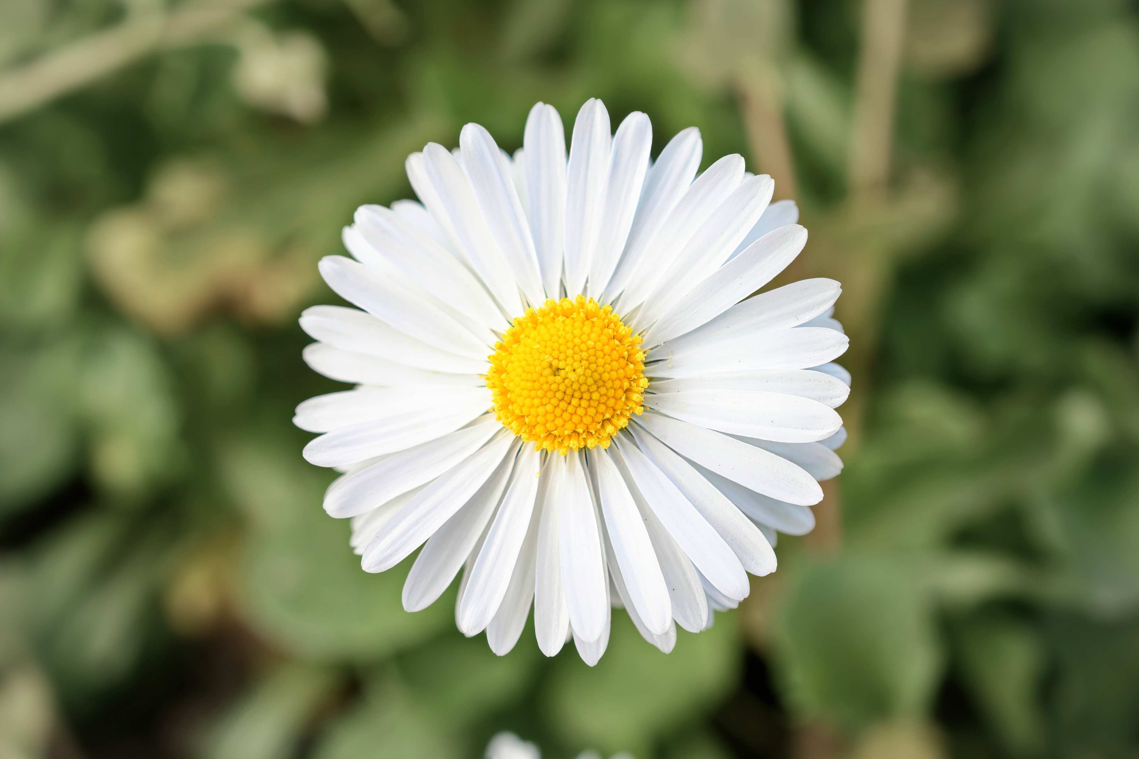 100种小众漂亮的花的花语,每种花都拥有一个美丽浪漫的花语