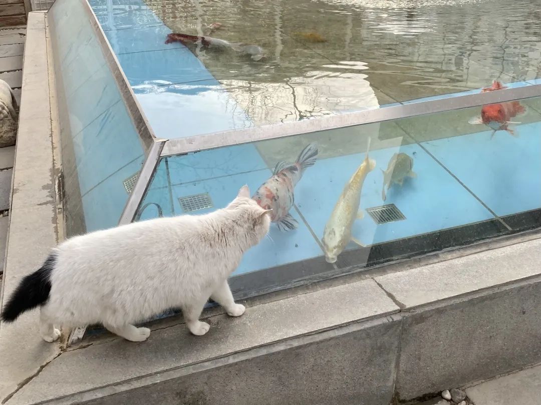 猫掉缸里怎么办,猫咪老是掉缸怎么办