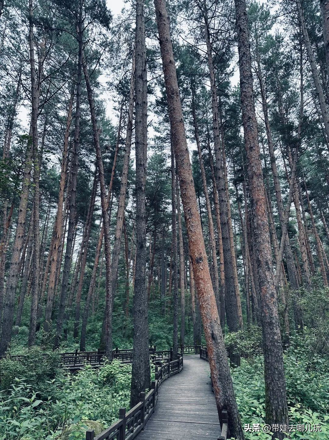长白山二道白河旅游攻略7月游,自驾二道白河长白山旅游攻略