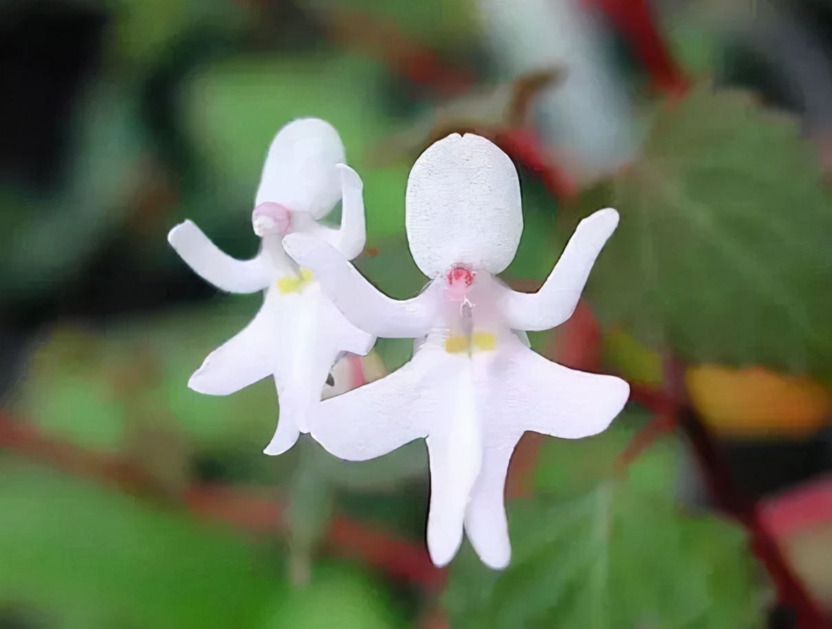 什么兰是最流行的兰花呢,兰花中哪个品种最好看又好养