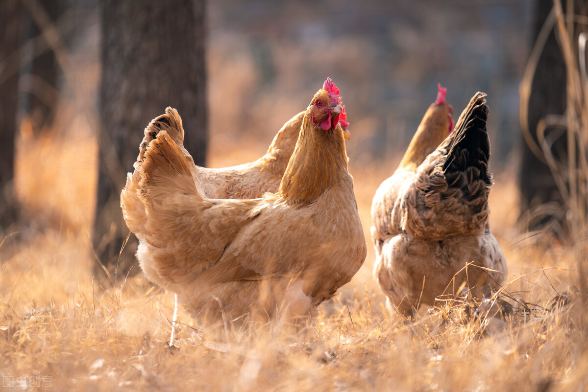 正宗莆田滴露鸡做法,产妇滴露鸭做法
