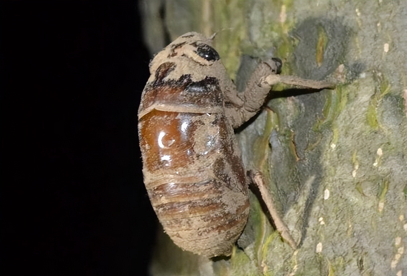 吃知了猴好还是吃补药好,体虚能吃知了猴吗