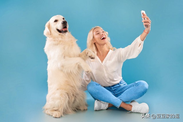 金毛累瘫呕吐起不来怎么办,金毛生病恢复后怎么引导吃食