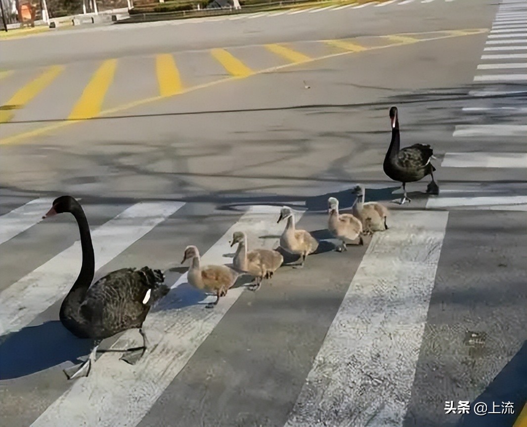 被黑天鹅打得措手不及,学校黑天鹅被学生拿