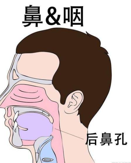 感冒好了之后一直咳嗽应该吃什么,感冒后一直咳嗽吃什么好得快