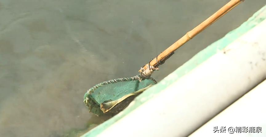 山海湖生态甲鱼养殖基地,河北石家庄甲鱼养殖