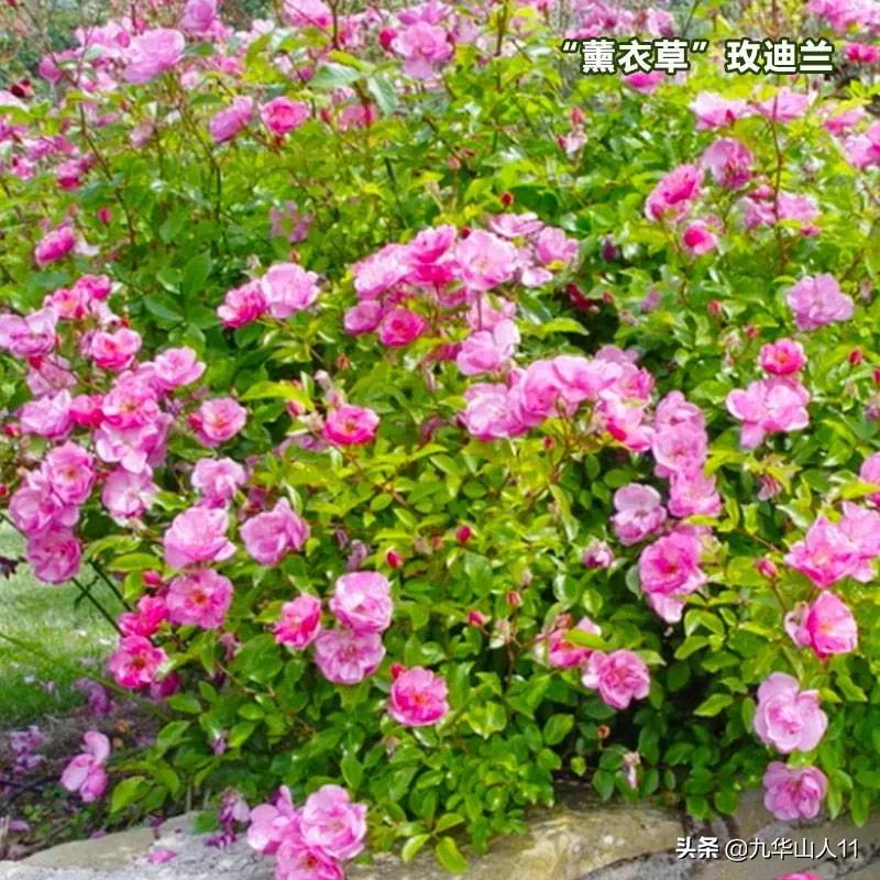 常见切花品种月季图片,丰花勤花爬藤月季品种有哪些