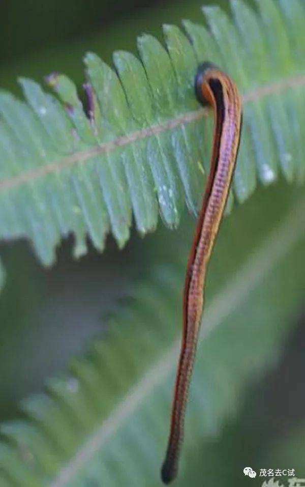 高高的紫云山,我们的青春故事曾在这里演绎