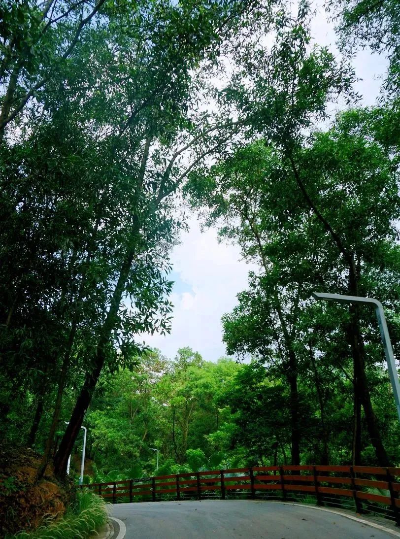 微度假|最美绿水青山线路！被深圳这片乡野田园治愈了