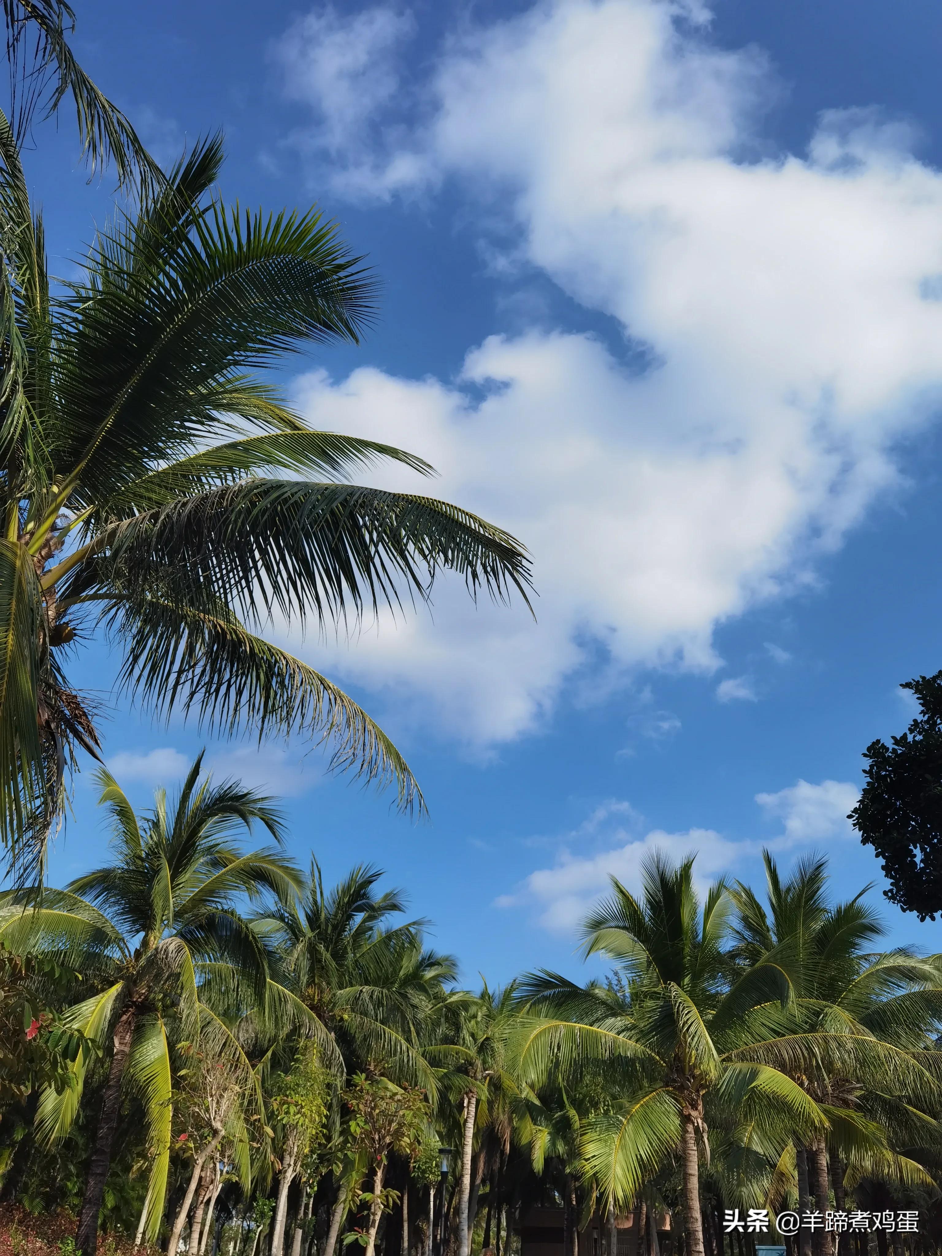 三亚椰梦长廊日落绝美,三亚湾椰梦长廊看夕阳最佳观赏点