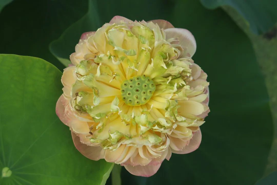 绝美的荷花品种大全图集,超好看荷花品种大型荷花