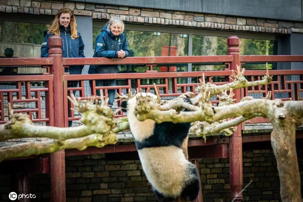 各国对待中国熊猫的态度,盘点各国对待大熊猫的态度