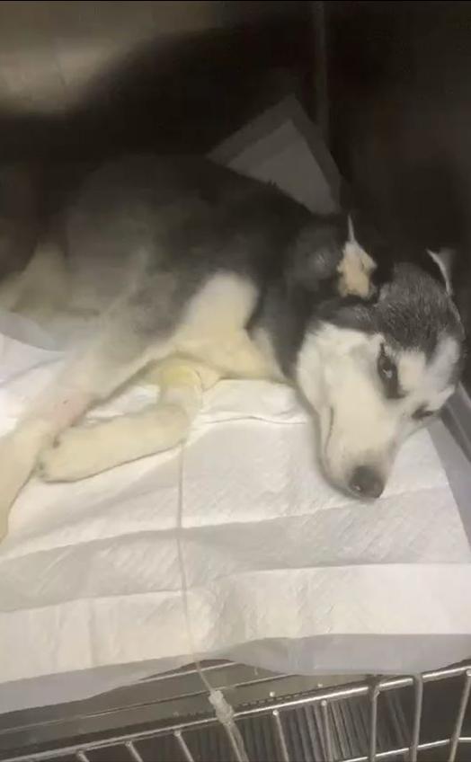 细小痊愈后多久能接触别的狗狗,细小治愈之后不活泼了