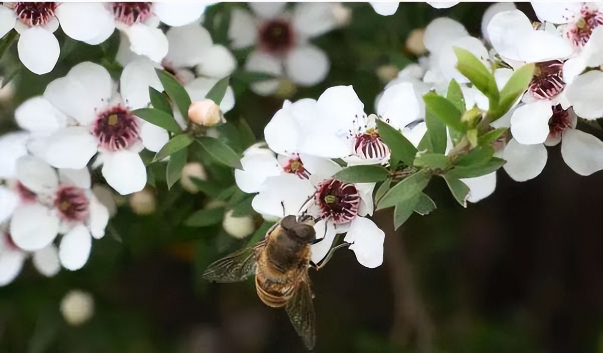 新西兰进口麦卢卡蜂蜜是真的吗,新西兰进口麦卢卡蜂蜜哪个牌子好