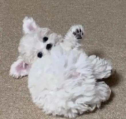 让比熊去流浪会死吗,比熊一不小心就流浪了