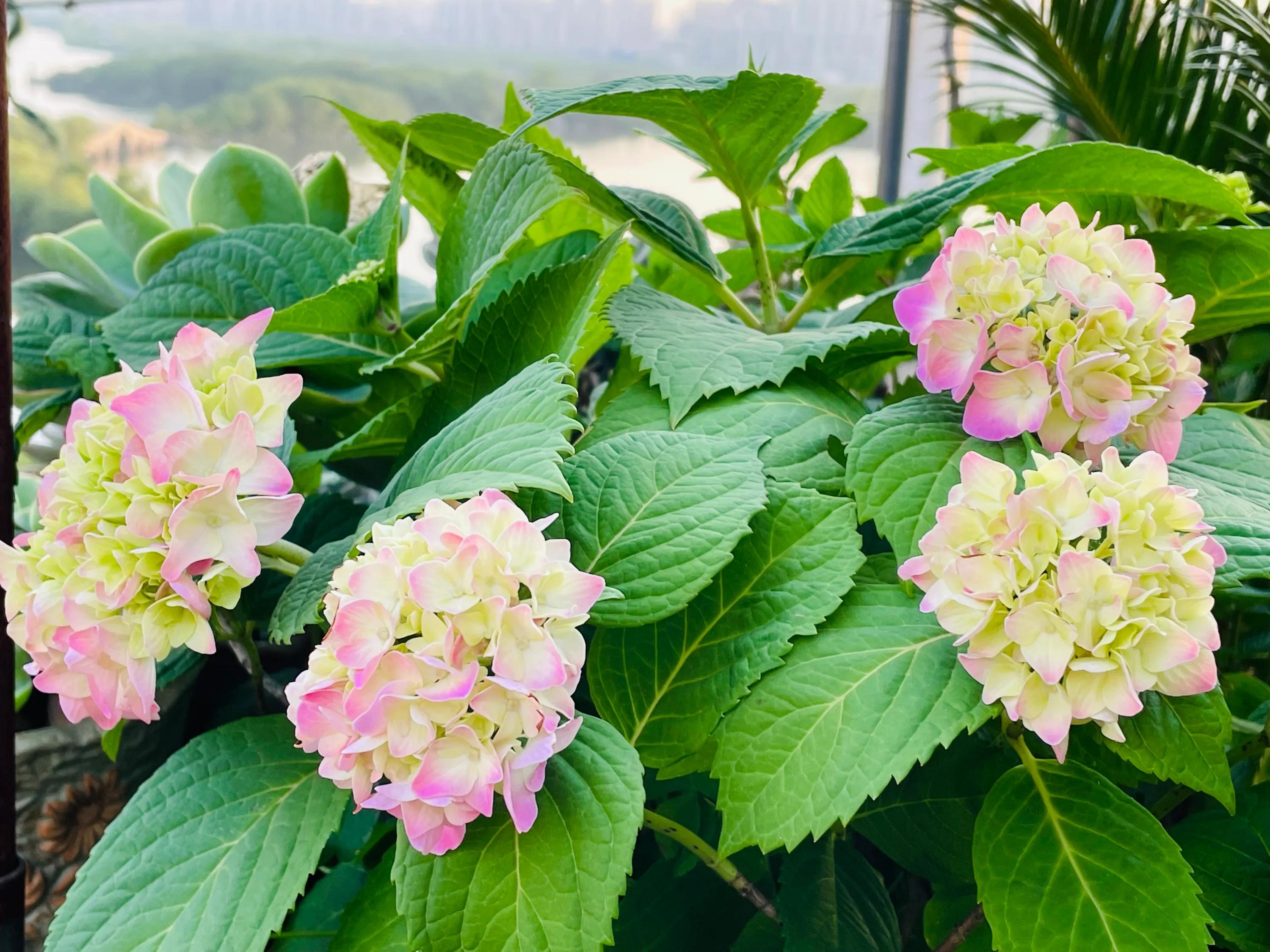 一双丝袜引发惨案,一只袜子引发的惨案