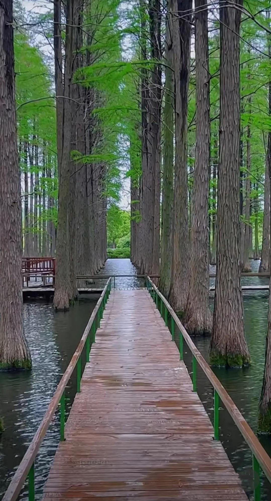 扬州渌洋湖湿地,江苏扬州渌洋湖湿地公园