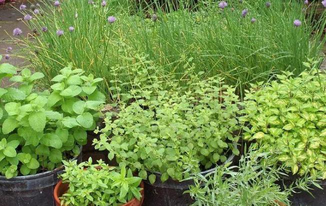 盆栽花卉的土壤变硬以后如何改变,养花小妙招盆栽土壤