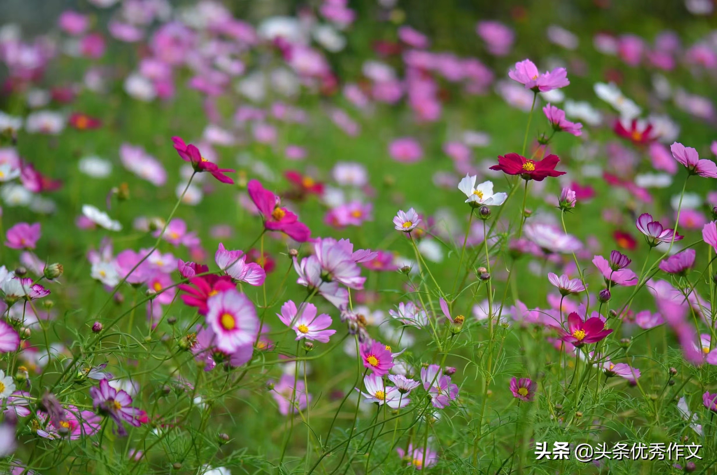 漠河和呼伦贝尔大草原之行 (中国最北之行呼伦贝尔大草原)