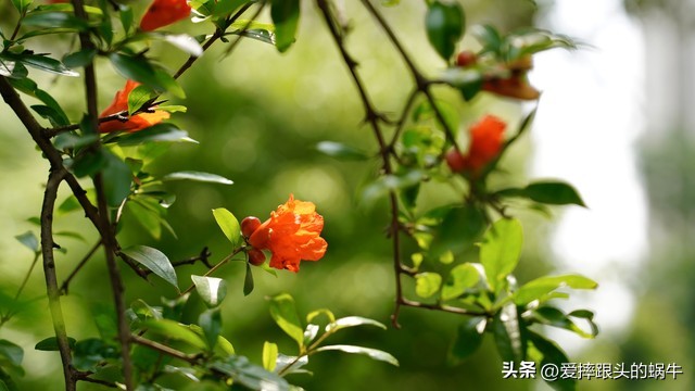 石榴花壁纸生如夏花,石榴花盛开的夏天