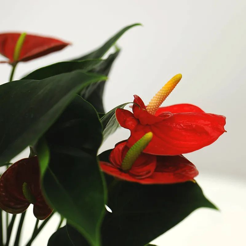 发财树绿萝吊兰怎么养怎么换盆,发财树绿萝金钱树这类花怎样养护