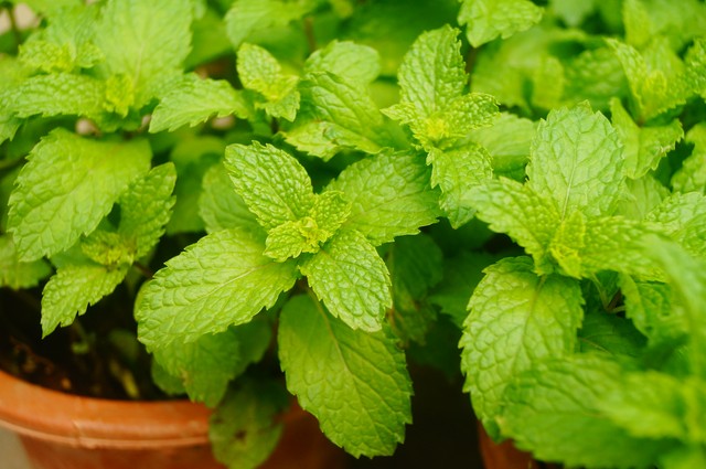 辛凉解表药记忆口诀视频,辛凉解表药讲解视频教学