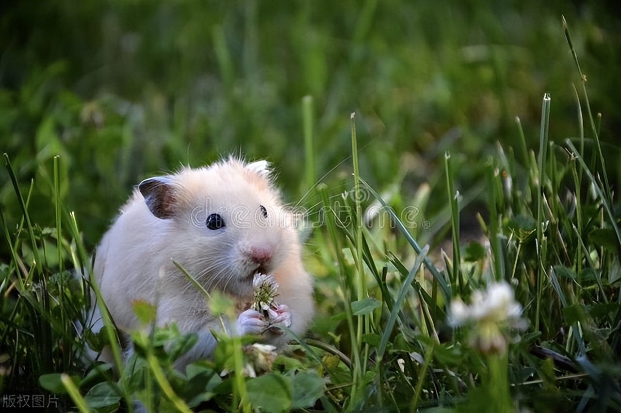 饲养宠物仓鼠前的准备工作,养宠物仓鼠要注意什么问题