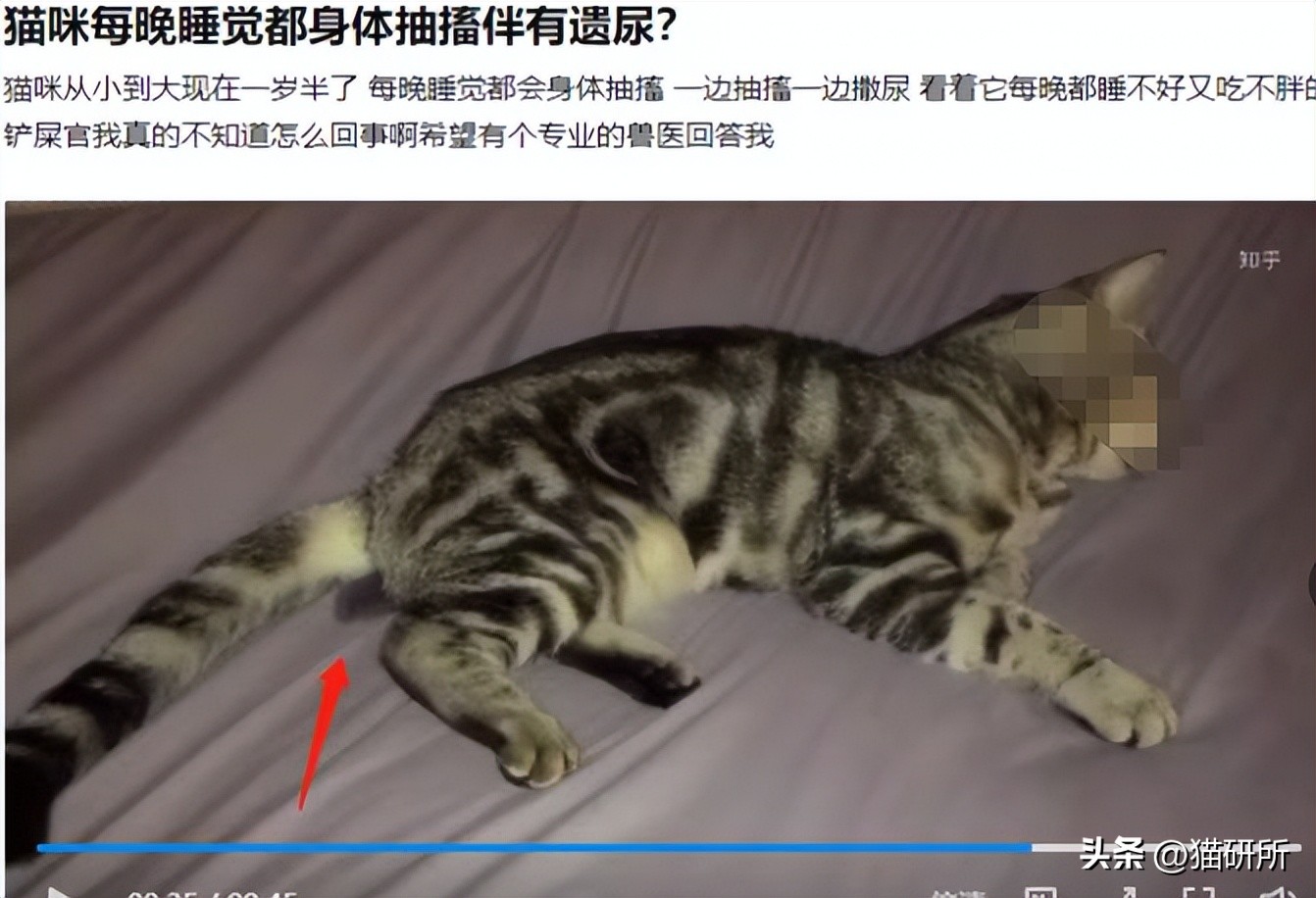 猫咪睡着了总尿床是怎么回事,猫咪总是尿床怎么办已绝育