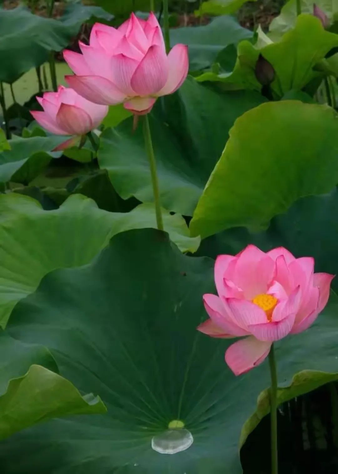 原创七言绝句之咏荷赋上热门,古人咏荷七律名诗