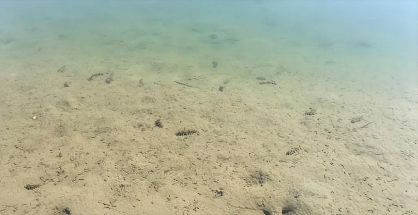 海水养殖产业发展现状调查,中国海水养殖业的发展历程