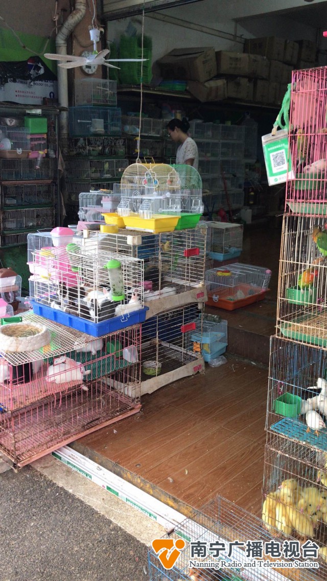 手养鸟获年轻人喜爱，治愈型社交受热捧