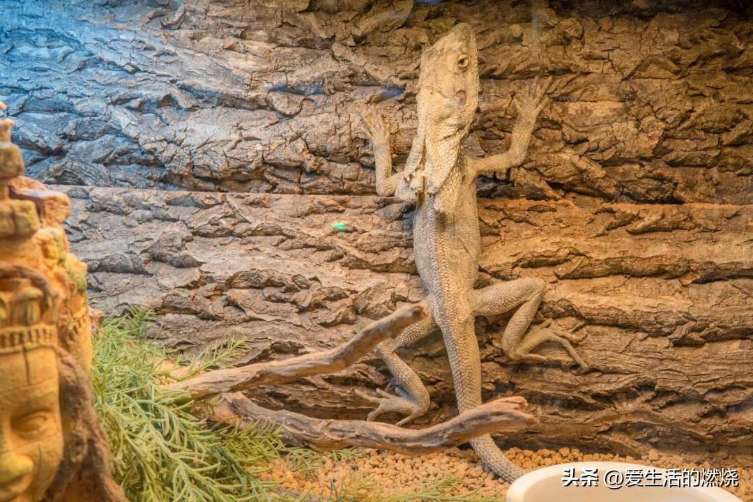 杭州森泊开元度假酒店不含门票,杭州开元森泊度假酒店存在的问题