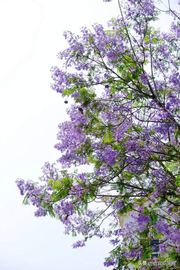 泸州蓝花楹打卡地,蓝花楹打卡点照片