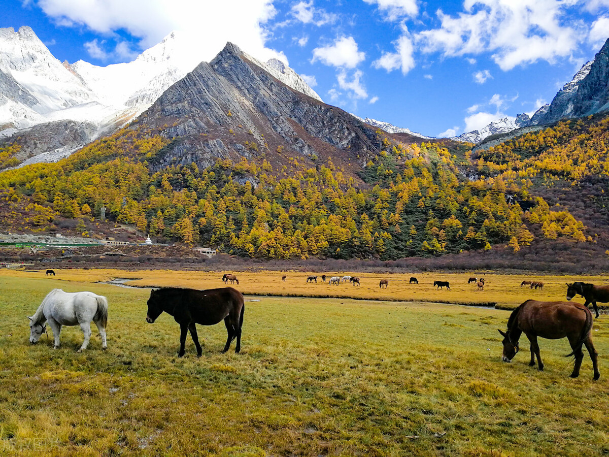 成都包车到西藏有多少公里,成都包车去拉萨多少钱