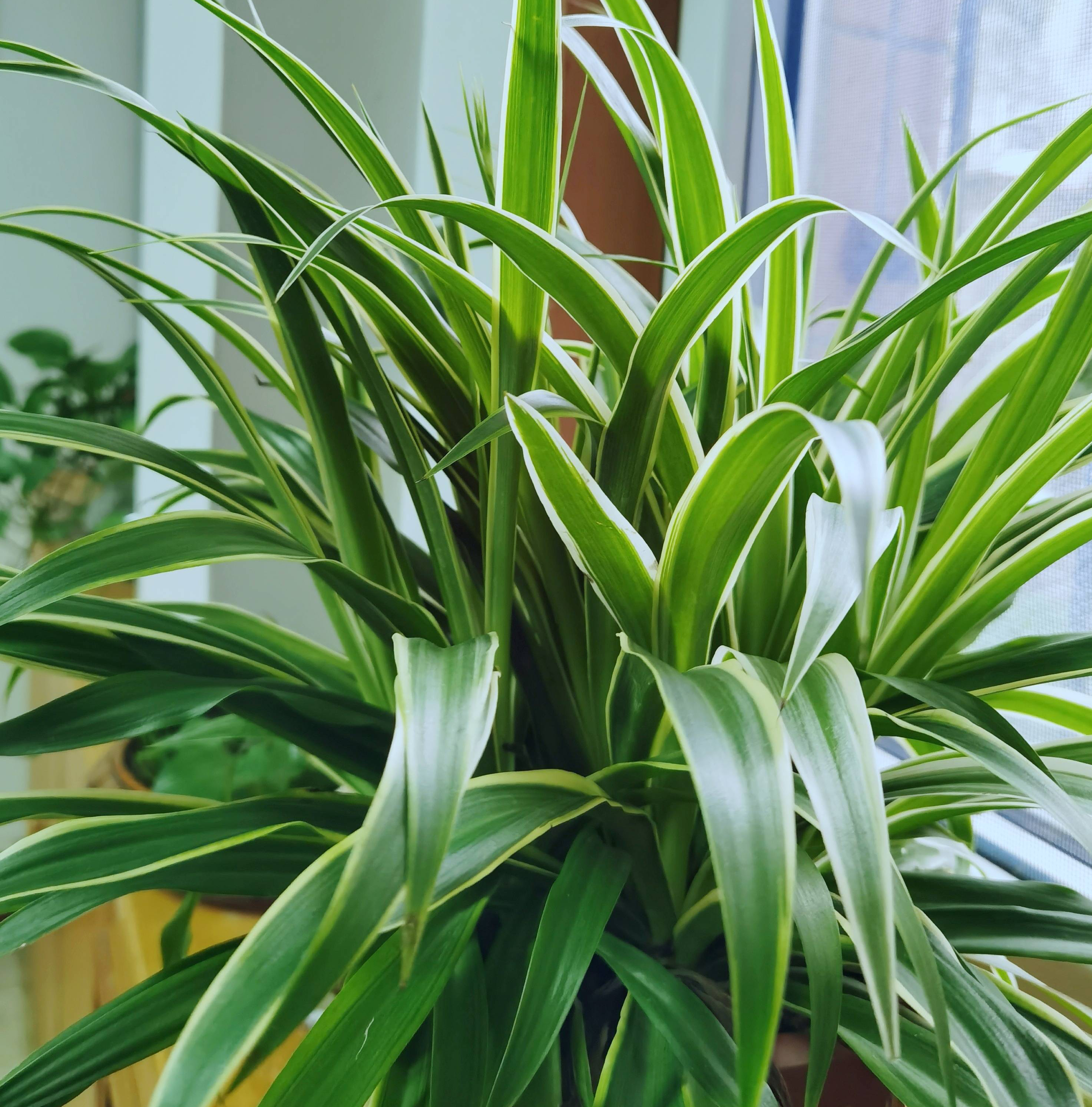 怀孕后卧室里不可以养绿植,哪些花草孕妇不能养在家里面