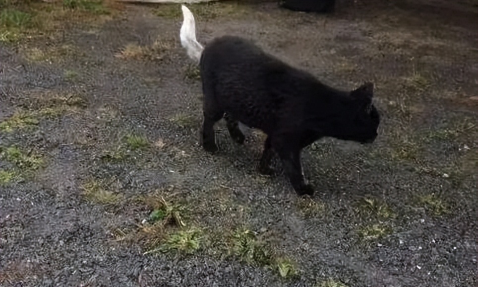 古代猫咪的名字都叫什么,猫咪在古代的名字有哪些